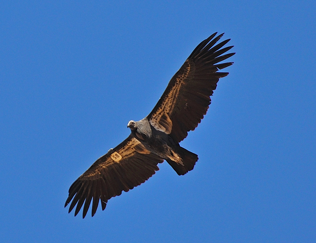 California Condor, juvenile | California Condor Gymnogyps ca… | Flickr