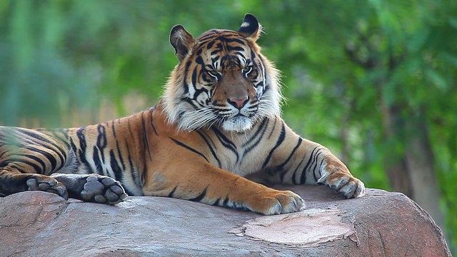 Jai Sumatran Tiger Video - a photo on Flickriver