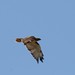 Flickr photo 'Buteo jamaicensis (Red-tailed Hawk)' by: Arthur Chapman.