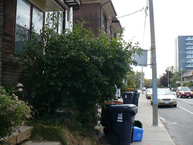 Christie Street quince bush