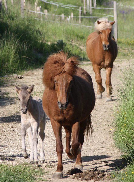 Icelandic horses