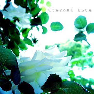 Eternal Love Kokohana Flower Grd3 英語の花言葉を調べてみました 白い薔薇は Flickr