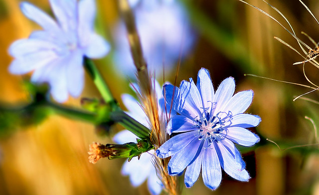 CICHORIUM INTYBUS - (Achicoria común)