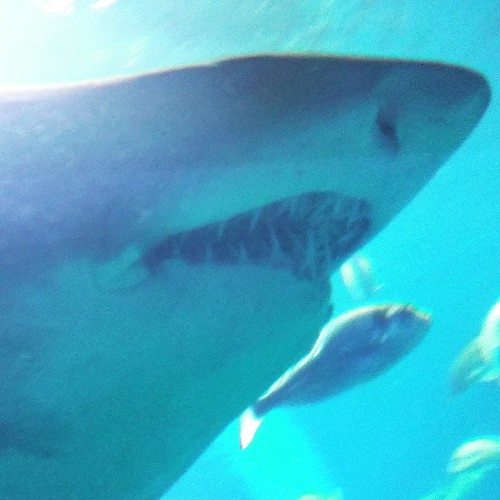 Sharkattack  FOLLOW ME AND I WILL FOLLOW YOU!  #aquarium #aquariummallorca #palmaaquarium #palmaaquariummallorca #fish #shark #sharkattak #stingray #palmademallorca #mallorca #like4like #likeforlike #follow4like #followforlike #followforfollow #follow4fol | by nik.mallorca