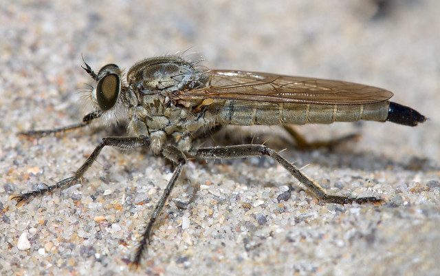 Philonicus albiceps (Dune robberfly)