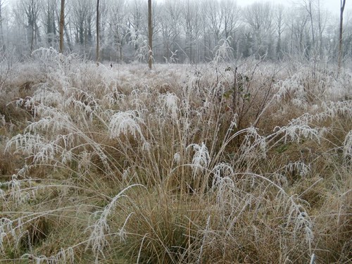 Frosty grass Wanborough to Godalming