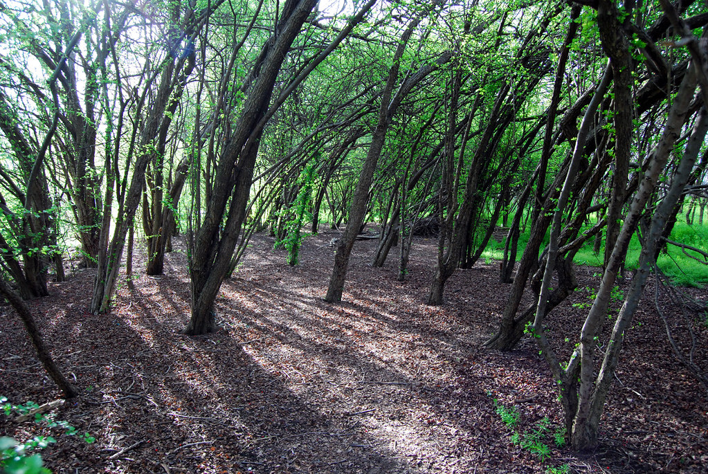 The Forrest | Well not exactly a forrest but a lovely shady … | Flickr