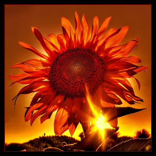 Mother of Sun by Kugarth