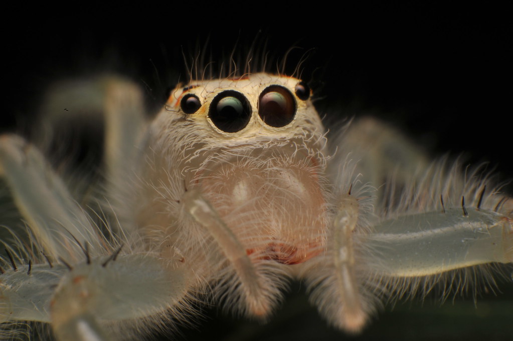 A White Jumping Spider ! by synapz557