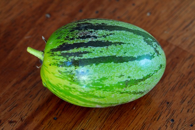 Pepino Melon (Solanum muricatum)