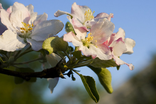 morning apple sunrise blossom dew natureselegantshots ghholt