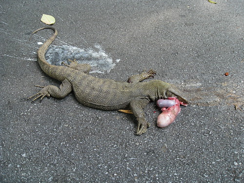 Monitor Lizard roadkill | by pipiyup