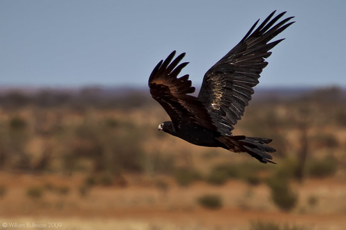 Wedge-Tailed Eagle by WilliamBullimore