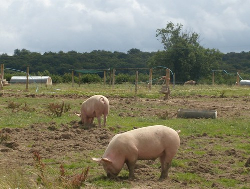 pigs East Grinstead Circular