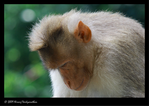 monkey bangalore macaque nandihills bonnetmacaque cercopithecidae canoneos1dmarkiii macacaradiata canonefextender14xii bangaloreoutskirts canonef100400mmf4556lusmis niranjvaidyanathan