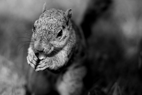 Squirrel (self-evident)