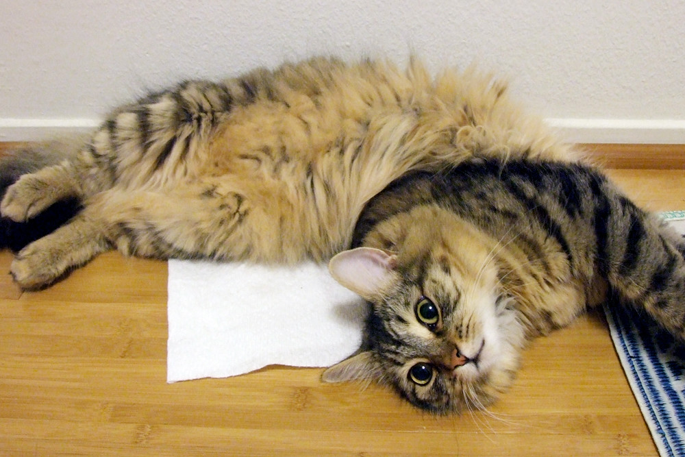 The Exorcism of Hobbes | A typical Hobbes position. | Flickr