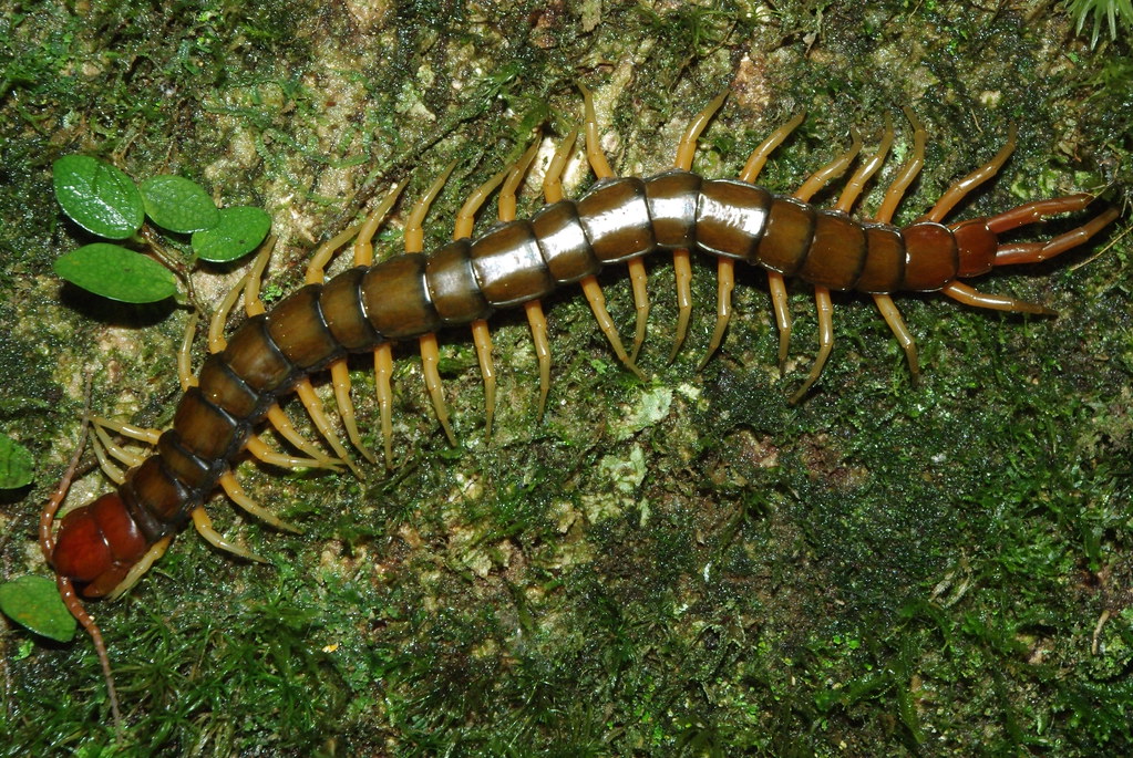 Hunting centipede (Scolopendra multidens) .