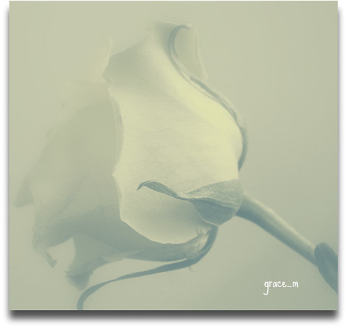 .. fade away .. | by grace_photography