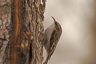 Brown Creeper - Project 365 Day 49 | by Ron Kube Photography