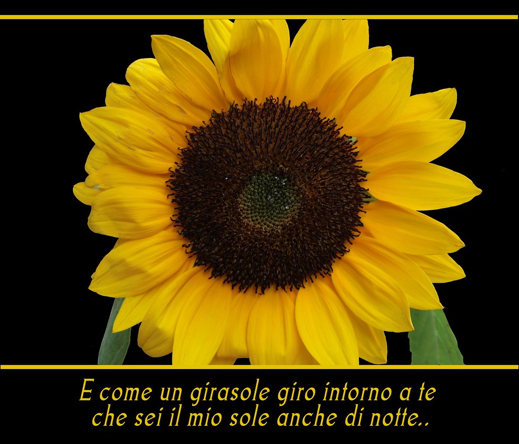 Girasole - Sunflower.