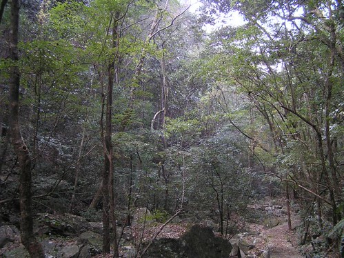Thu, 11/29/2007 - 04:22 - Valley forest near 24-ha plot.
Credit: CTFS