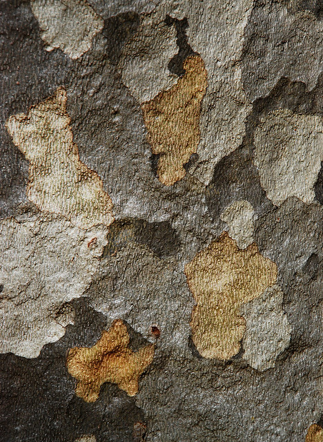 Sycamore tree bark close-up