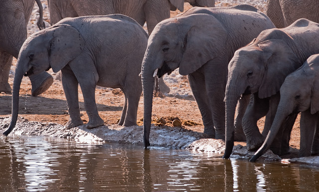 Elephants at water-hole