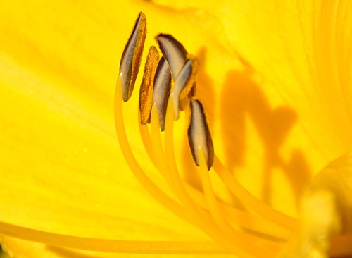 light shadow sunlight flower macro sunshine yellow closeup lily details stamen inside pollen closer anther