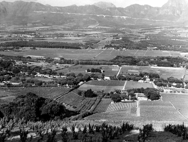 Vineyards at Paarl (1947)