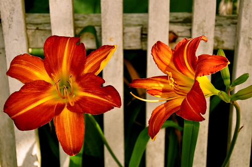 flowers red summer flower closeup nikon massachusetts newengland daylily perennial d90 nikond90 reddaylily imagesbyarden