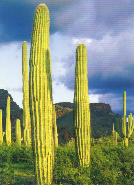 UNESCO Organ Pipe Cactus National Monument Postcard