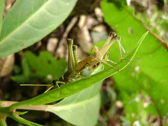 Unidentified Grasshopper (14)