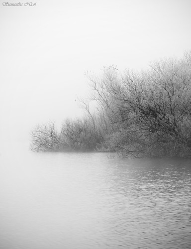 Bushes In The Mist by Samantha Nicol Art Photography