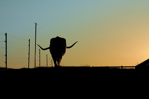 Into The Blorange by MilkaWay, Athens, GA (Clarke County) Copyright 2009 D. Nelson
Freckles, UGA's longhorn, walks into the sunset