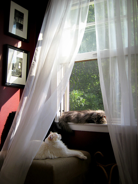 Kitties at the window