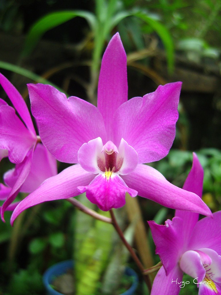 Orquídea Laelia gouldiana | Endemica, la consideran extinta … | Flickr