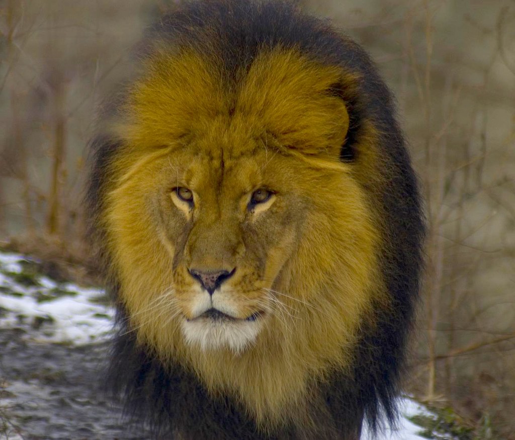 The Lion's Mane by Dustin Jamison