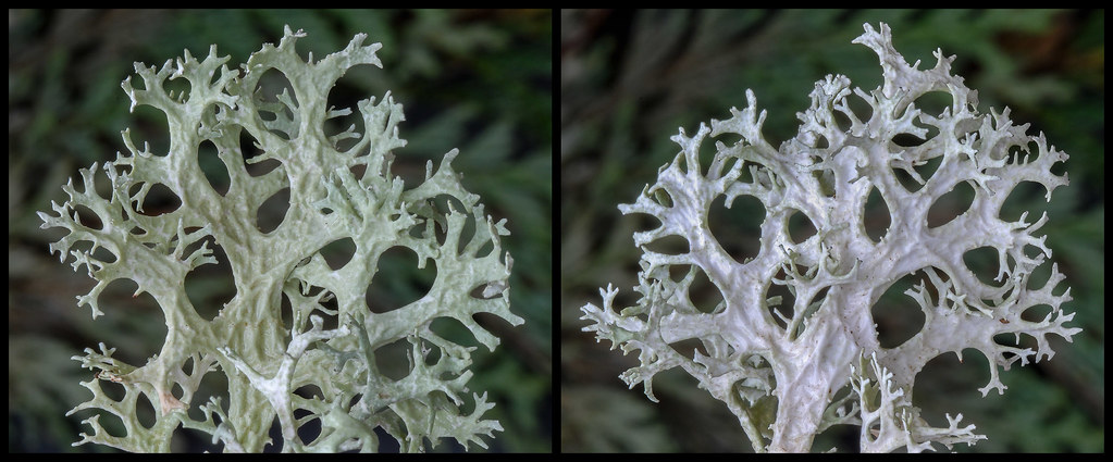 Evernia prunastri from above and below