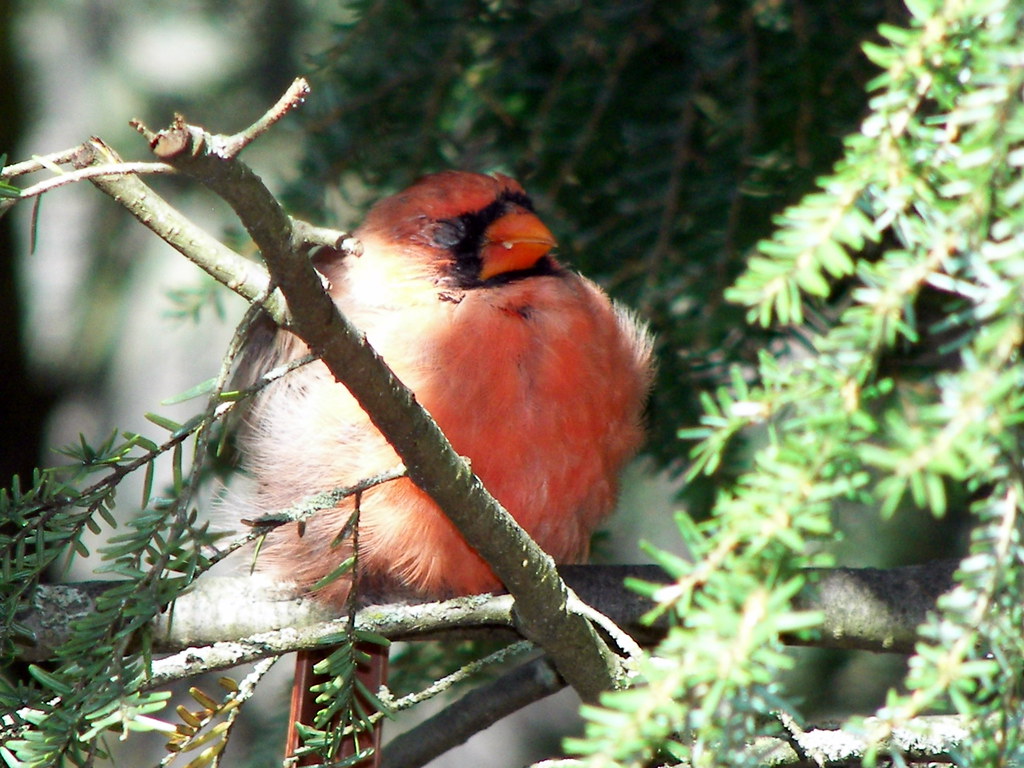 everyone needs a nap | cardinals move around so much, it's n… | Flickr