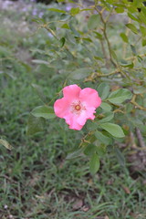Blumen Palatino 10