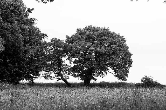 Oak stretching from the wood to the field