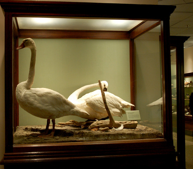Swans in a glass case