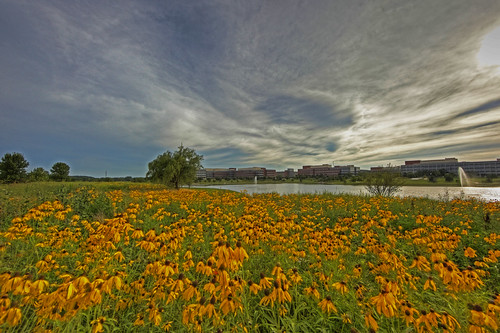 Wild Flowers | by Todd Ryburn