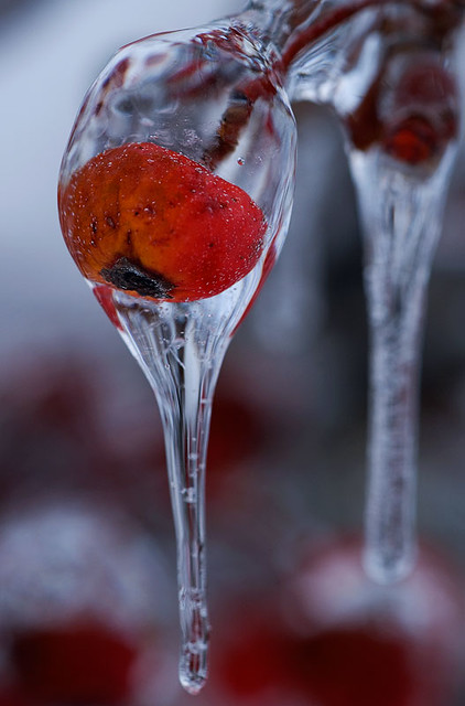 Frozen Berry