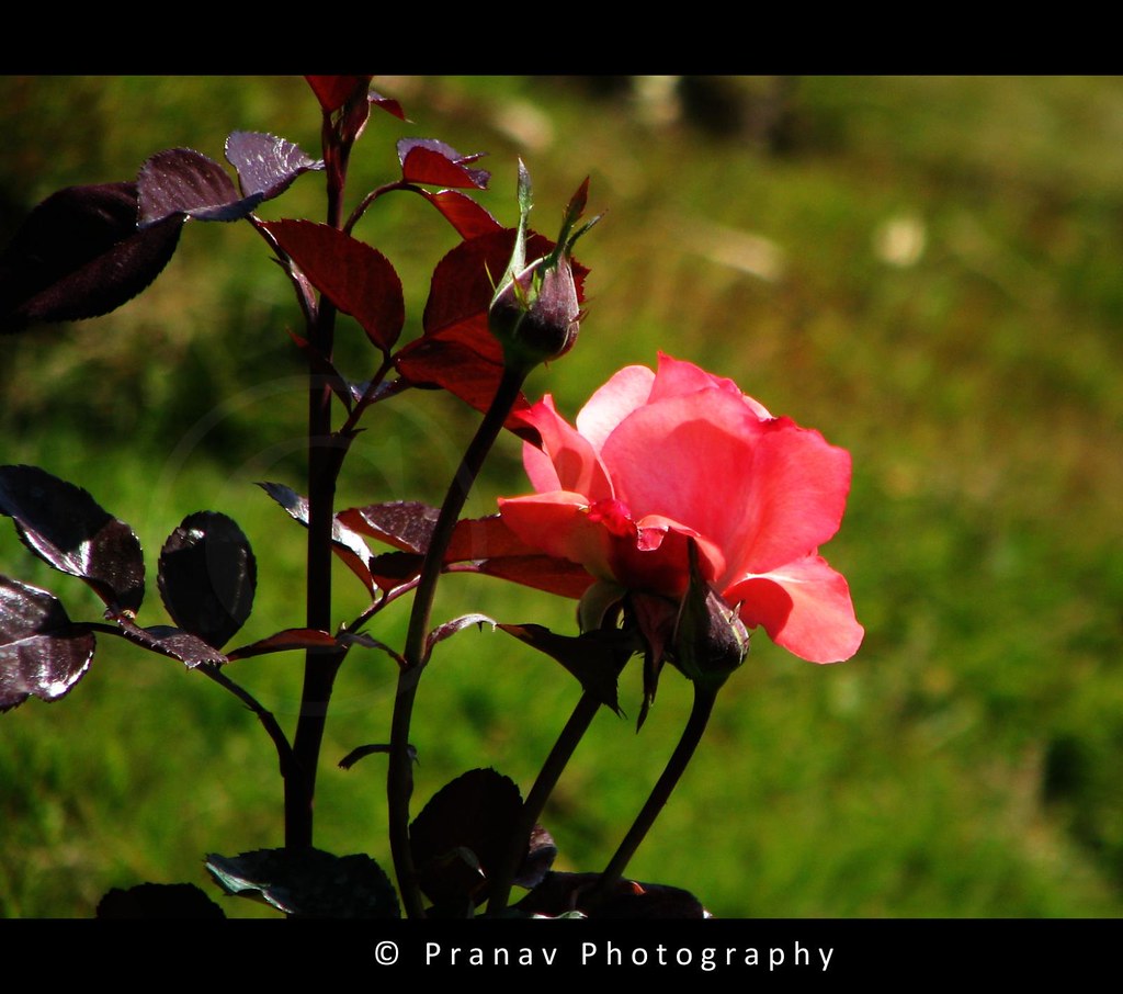 ... the rose family ... by { pranav }
