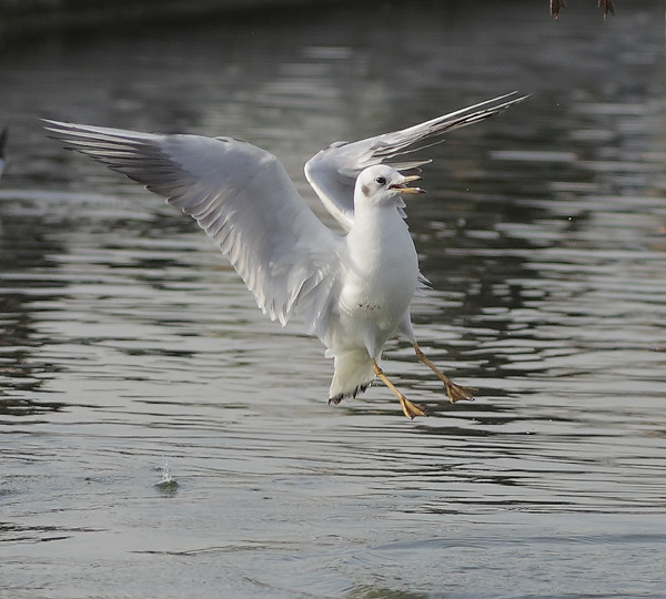 just a gull in early Spring