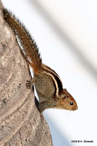 portrait india animals squirrel pune naturesfinest supershot eos400d ef70200f4lis theunforgettablepictures thechallengegame challengegamewinner beautifulworldchallenges vosplusbellesphotos tadka09wk18 herowinner