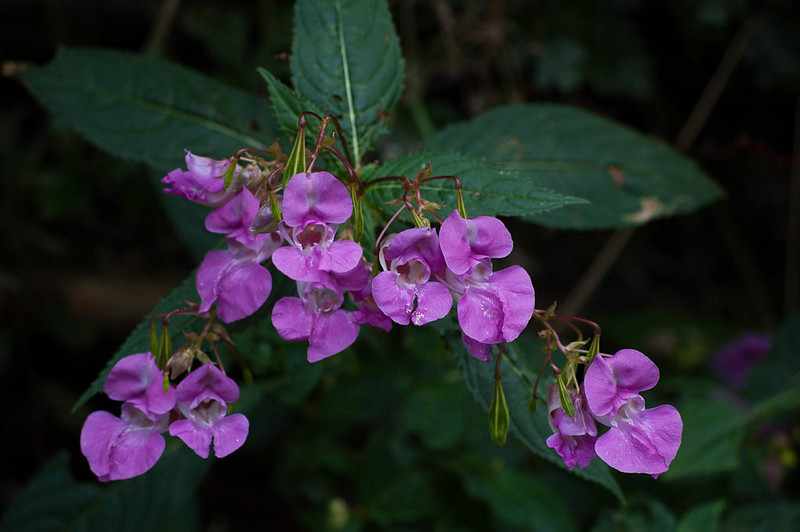 Indian balsam