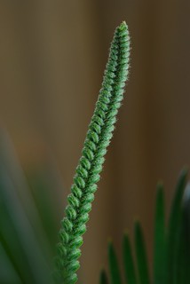 Cycad growth